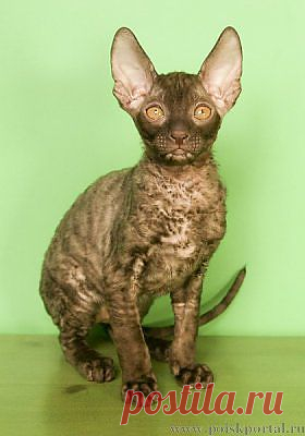 Корниш-рекс сладкие шоколадные котята / Поиск Портал.ru