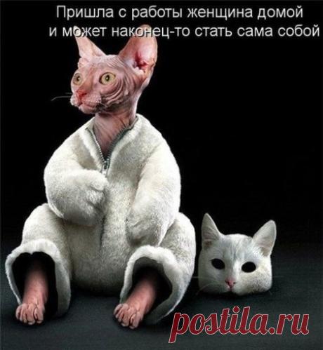 Котоматрицы, каждая с доброй улыбкой!