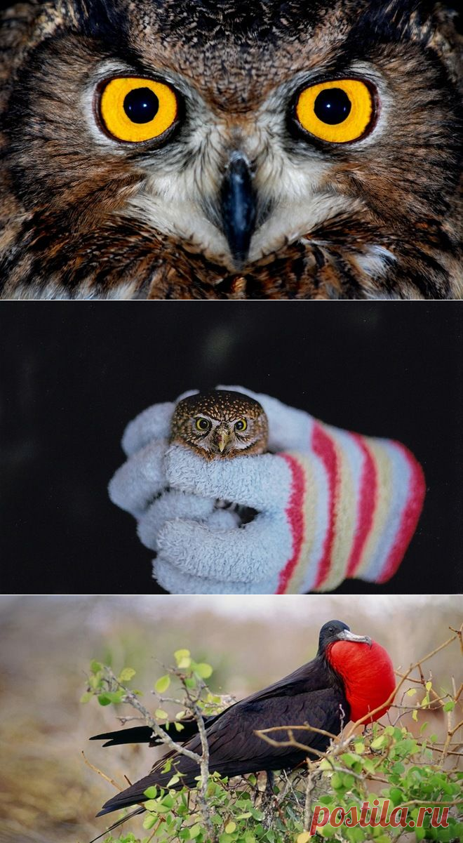 40 удивительных фотографий птиц