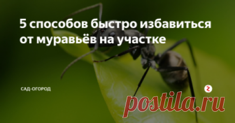 5 способов быстро избавиться от муравьёв на участке Сами муравьи много вреда для огорода не наносят, а даже рыхлят почву. Но все знают, что они переносят тлю, которая очень сильно подъедает ваши растения, поэтому от муравьёв многие стараются избавиться и сейчас я расскажу вам о 5-ти способах.