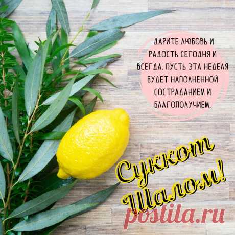 С Суккотом, праздником Кущей!