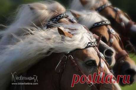 Quadriga-Ausschnitt Haflinger Hengste | Flickr - Photo Sharing!
