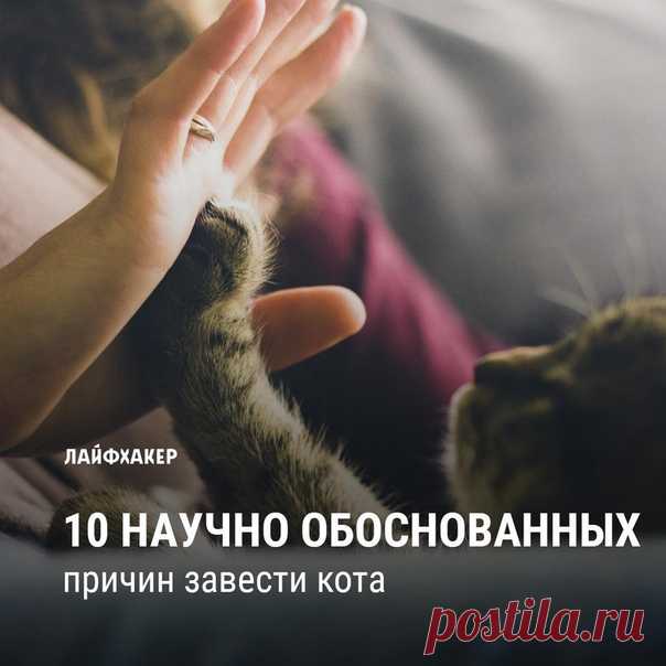 Пушистые питомцы умиляют, поднимают настроение и спасают от одиночества. Мы нашли еще несколько причин завести кота, подкрепленные наукой. Ваши мышцы и сердце скажут вам спасибо: