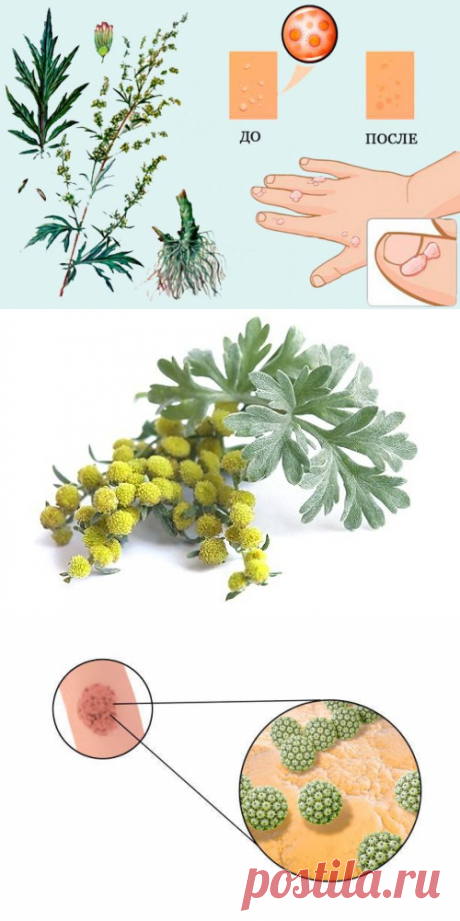 Как избавиться от папиллом при помощи полыни