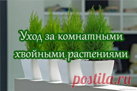 Уход за комнатными хвойными растениями Как замечательно, когда в доме есть уголок хвойного леса. Хвоя обеспечивает чистый, терпкий, целебный воздух, поскольку ее летучие ароматические вещества уничтожают вредные микроорганизмы. А вот для человека воздействие хвои исключительно полезно.Кусочек хвойного рая в квартире можно...