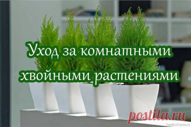 Уход за комнатными хвойными растениями Как замечательно, когда в доме есть уголок хвойного леса. Хвоя обеспечивает чистый, терпкий, целебный воздух, поскольку ее летучие ароматические вещества уничтожают вредные микроорганизмы. А вот для человека воздействие хвои исключительно полезно.Кусочек хвойного рая в квартире можно...