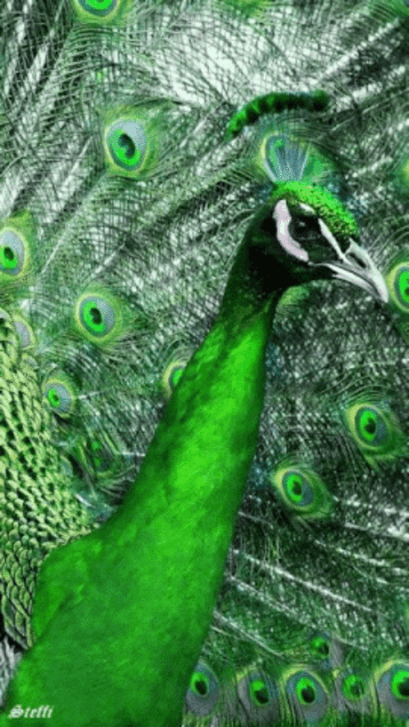 Decent Image Scraps: Birds