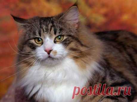 СКОЛЬКО ЖИВУТ КОТЫ И КАК РАССЧИТАТЬ КОШАЧИЙ ВОЗРАСТ
