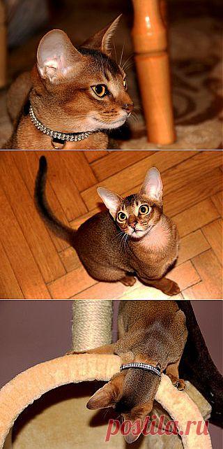 абиссинский кот