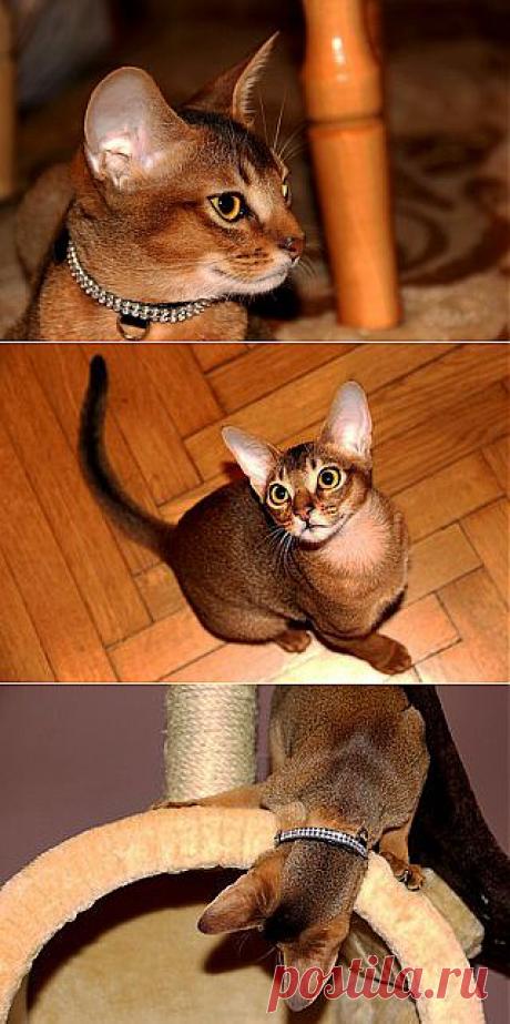 абиссинский кот
