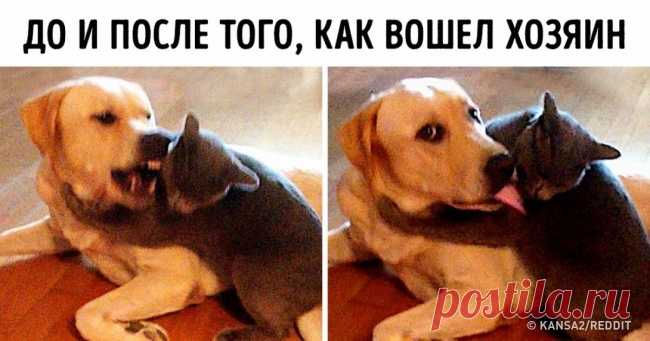 20 уморительных фото о том, как уживаются коты и собаки в одной семье