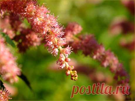 (+1) тема - Цветочная кадриль | Фотоискусство