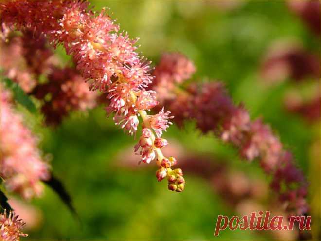 (+1) тема - Цветочная кадриль | Фотоискусство