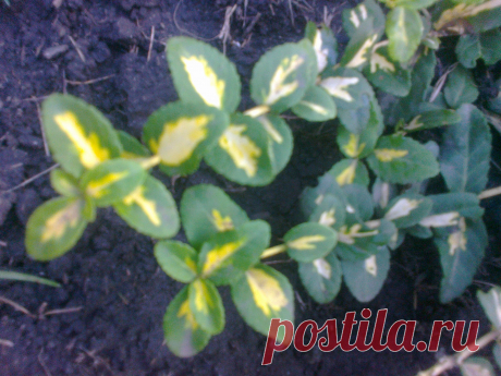 Бересклет Форчуна «Солнечное пятно» (Euonymus fortunei «Sunspot»)