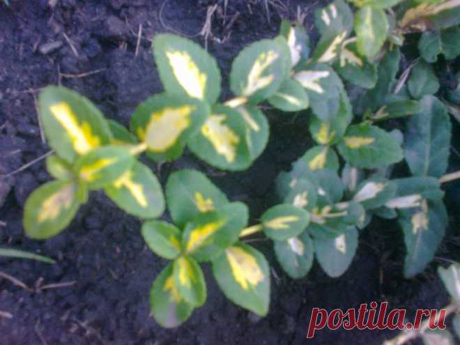 Бересклет Форчуна «Солнечное пятно» (Euonymus fortunei «Sunspot»)