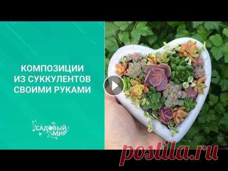Композиции из суккулентов своими руками Композиции из суккулентов своими руками. Суккуленты- очень декоративные растения. и на окне можно не просто выращивать их, а создать композицию из рас...