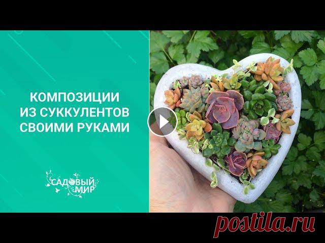 Композиции из суккулентов своими руками Композиции из суккулентов своими руками. Суккуленты- очень декоративные растения. и на окне можно не просто выращивать их, а создать композицию из рас...
