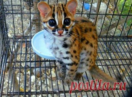 Мой Мир@Mail.Ru