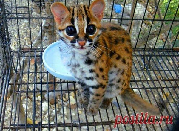 Мой Мир@Mail.Ru