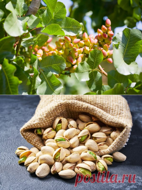 Фисташки: пищевая ценность, польза и побочные эффекты | FAQ-ДИЕТА