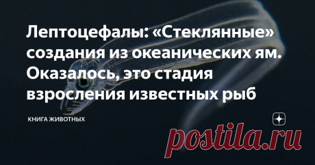 Лептоцефалы: «Стеклянные» создания из океанических ям. Оказалось, это стадия взросления известных рыб Кто проживает на дне океана? Тысячи непонятных тварей, прикольные мохнатые червяки, всепоглощающие киты и стеклянные мелкие рыбки? Так, а про последних, лептоцефалов, мы ещё не рассказывали! Раньше люди мало обращали внимания на существ, что шевелятся в морских глубинах. Если животину нельзя было съесть без вреда для своего здоровья, то она жила абсолютно спокойно. Однако ...