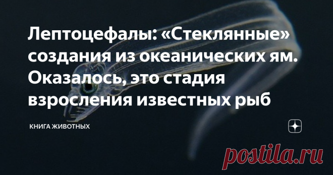 Лептоцефалы: «Стеклянные» создания из океанических ям. Оказалось, это стадия взросления известных рыб Кто проживает на дне океана? Тысячи непонятных тварей, прикольные мохнатые червяки, всепоглощающие киты и стеклянные мелкие рыбки? Так, а про последних, лептоцефалов, мы ещё не рассказывали! Раньше люди мало обращали внимания на существ, что шевелятся в морских глубинах. Если животину нельзя было съесть без вреда для своего здоровья, то она жила абсолютно спокойно. Однако ...