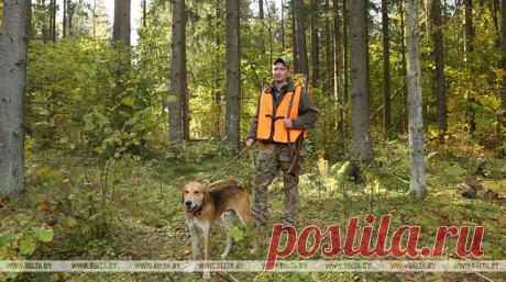 Сезон охоты на зайца открывается 3 октября Ружейным способом охотиться на зайца можно только с подхода и только с гончими собаками, имеющими полевой диплом по зайцу и (или) лисице. Возможен также безружейный способ охоты - с борзыми собаками и ловчими птицами.