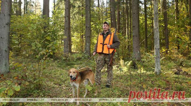 Сезон охоты на зайца открывается 3 октября Ружейным способом охотиться на зайца можно только с подхода и только с гончими собаками, имеющими полевой диплом по зайцу и (или) лисице. Возможен также безружейный способ охоты - с борзыми собаками и ловчими птицами.