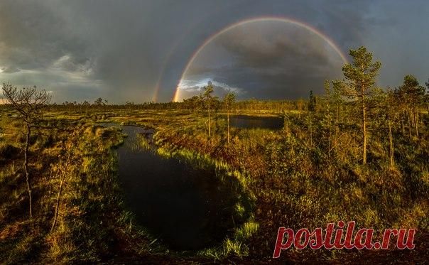 «После дождя». Север Ленинградской области. Автор фото — Фёдор Лашков: nat-geo.ru/photo/user/27510/