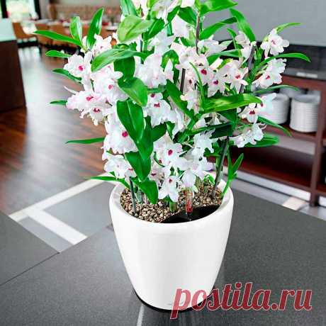 Комнатное растение Дендробиум (Dendrobium). Дендробиумы являются эпифитами, растущими на стволах и ветвях деревьев, что и отражено в их названии (греч. dendron - &quot;дерево&quot;,bios - &quot;жизнь&quot;). В культуре распространен дендробиум благородный (D.nobile). Среди прочих видов широко известен дендробиум густоцветный (D.densiflorum) с его культурной формой Albolutea.