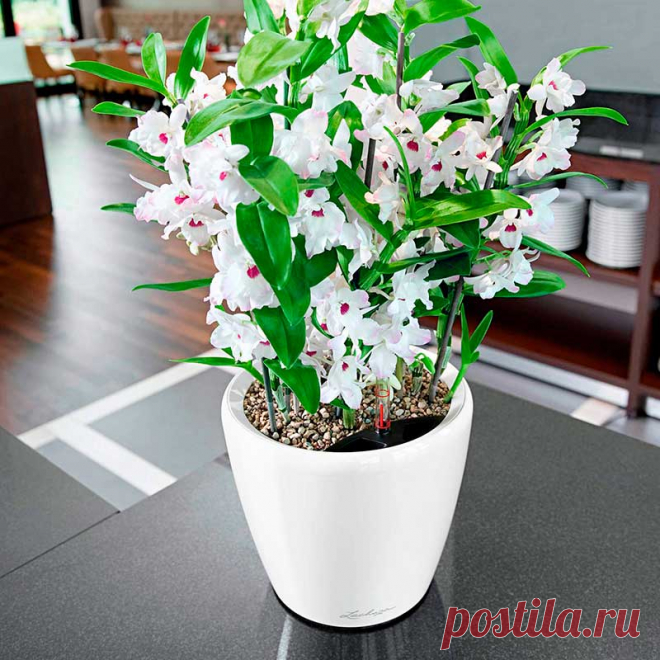 Комнатное растение Дендробиум (Dendrobium). Дендробиумы являются эпифитами, растущими на стволах и ветвях деревьев, что и отражено в их названии (греч. dendron - "дерево",bios - "жизнь"). В культуре распространен дендробиум благородный (D.nobile). Среди прочих видов широко известен дендробиум густоцветный (D.densiflorum) с его культурной формой Albolutea.