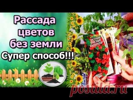 РАССАДА ЦВЕТОВ БЕЗ ЗЕМЛИ! ОДНОЛЕТНИКИ (БАРХАТЦЫ, ЦИНИЯ, НАСТУРЦИЯ) В САМОКРУТКЕ.