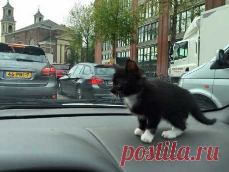 Милые малыши-котята растопят ваше сердце