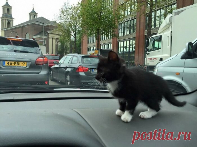 Милые малыши-котята растопят ваше сердце