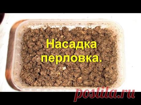 Перловка для ловли белой рыбы. Карпа, белого амура,плотвы,карася.