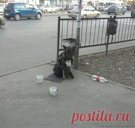 Собака, просящая милостыню, взбудоражила соцсети Ростова
