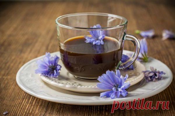 Польза и вред цикория для артериального давления