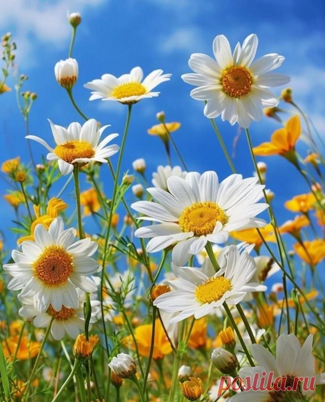 Пин на доске яРОМАШЕЧКИ