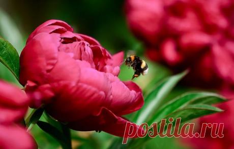 Пион красив безмерно, глядит высокомерно ...