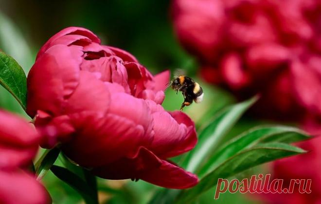 Пион красив безмерно, глядит высокомерно ...