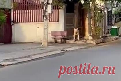 Лев сбежал от хозяина и без присмотра разгуливал по улицам города. В Пномпене, столице Камбоджи, лев сбежал от хозяина, бродил по улицам города и попал на видео. Предположительно, на улице оказался хищник по кличке Хима, который принадлежит китайскому бизнесмену и живет на его вилле. 27 июня власти конфисковали животное, но вскоре премьер-министр Камбоджи решил вернуть его бизнесмену.