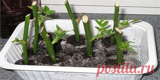 Супер-средство «тройчатка» для проращивания роз! Получилось!!! 
Хочу поделиться своей радостью! Мои «подарочные» розы не только укоренились, но и ....