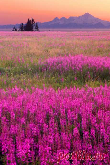 Beautiful Nature (sublim-ature: Alaskan Fireweed by Steve Ellison)