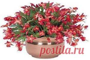 Уход за цветком декабристом самым лучшим образом — Сад на подоконнике