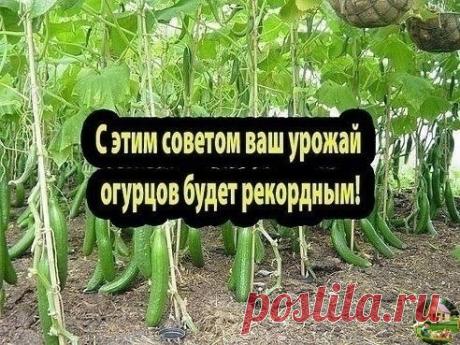 ДЕЛЬНЫЙ СОВЕТ ДАЧНИКАМ! 

И ВАШ УРОЖАЙ БУДЕТ БИТЬ ВСЕ РEКОРДНЫ!
Сохраните, пригодится!

Огурчики на хлeбушкe

Чтобы получить богатый урожай огурцов, нужно их регулярно подкармливать! Хлебная закваска - лучшее удобрение. Приготовить ее очень легко! Наполняю ведро на 2/3 корочками черного хлеба., заливаю водой и прижимаю чем-нибудь тяжелым, чтобы содержимое не всплывало. Ведро ставлю на неделю для брожения в теплом месте. Полученную закваску разбавляю водой (1:3) и поливаю о...