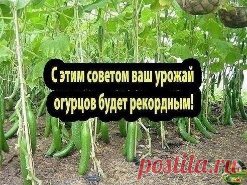 ДЕЛЬНЫЙ СОВЕТ ДАЧНИКАМ! 

И ВАШ УРОЖАЙ БУДЕТ БИТЬ ВСЕ РEКОРДНЫ!
Сохраните, пригодится!

Огурчики на хлeбушкe

Чтобы получить богатый урожай огурцов, нужно их регулярно подкармливать! Хлебная закваска - лучшее удобрение. Приготовить ее очень легко! Наполняю ведро на 2/3 корочками черного хлеба., заливаю водой и прижимаю чем-нибудь тяжелым, чтобы содержимое не всплывало. Ведро ставлю на неделю для брожения в теплом месте. Полученную закваску разбавляю водой (1:3) и поливаю о...