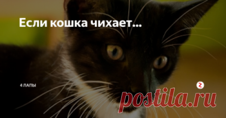 Если кошка чихает... Чаще всего, проветривая комнату, мы не задумываемся о том, что сквозняк вреден не только людям,..