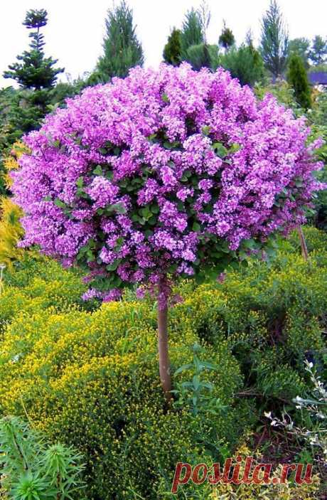 geenworld-2016:
“Source :green world
”
Bello…