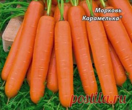 Еще раз(а может и не раз) про морковь,как выбрать морковь…
Эта культура заслуживает пристального внимания, о ее достоинствах сказано не мало и она уже давно стала лидером среди корнеплодов.
пожалуй не найти дачника, который бы не выращивал на своем приусадебном участке эту культуру.
Предлагаю поинтересоваться новыми сортами и гибридами и запастись их семенами.
Морковь АТЛАНТ F1 — новый позднеспелый урожайный гибрид, корнеплоды которого универсальны т. е. используются для свежего потребления