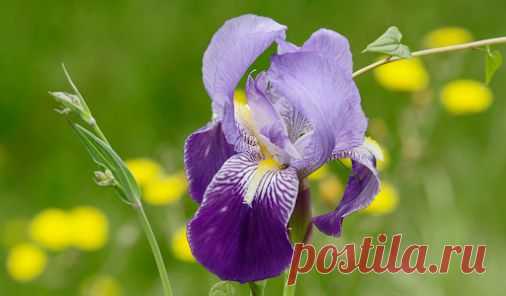 Google+
